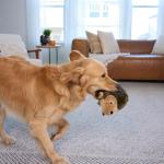 Hedgehogz Plush Dog Toy by Outward Hound, Large