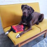 Outward Hound Large Firehose Fetch Dog Toy