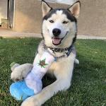 Nestpark Puppy Chiefer 3000 - Squeaky Plush Dog Toy