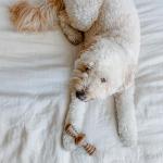 Lumabone Durable Bacon Chew Toys for Aggressive Dogs