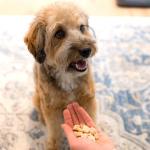 Freeze Dried Chicken Treats for Dogs & Puppies