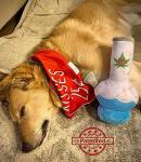 Nestpark Puppy Chiefer 3000 - Squeaky Plush Dog Toy