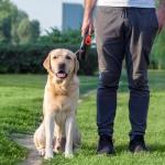 32 Pack Colorful Dog Training Clickers with Straps