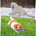 Indestructible Squeaky Balls for Aggressive Chewers