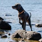 Carhartt Field Dog Collar, Fully Adjustable, Durable 600-Denier Fabric W/Reflective Wordmark for Visibility, Rose Tint, Medium