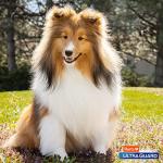 Hartz UltraGuard Dual Action Flea & Tick Topical Dogs & Puppies Treatment & Prevention, 6 Months, 15-30 lbs