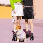 Bobotails Lavender Lace Women Belt – Matching Dog Harness and Leash Set Style,Adjustable Fashion Belt for Pet Moms, Casual & Dress Outfits (Fit Pant 24-29in, Solid)