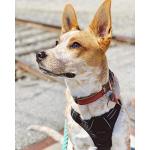 rabbitgoo Dog Harness No Pull with 2 Leash Clips, Adjustable Soft Padded, Reflective Oxford No Choke Pet Vest with Easy Control Handle for Medium Sized Dogs, Black, M