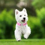 UP URARA PUP Dog Collar for Summer,Cute Pink Plaid Dog Collar,Cotton Puppy Collar with Adjustable Metal Buckle for Small,Medium,Large Girl Boy Dog