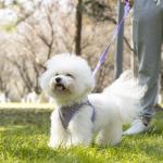 TomteNisse Dog Harness and Leash Set - No Pull Soft Breathable Small Dog Harness, Adjustable Reflective Step in Vest for Puppy, Kitten, Cats