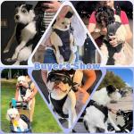 YUDODO Front Pet Carrier Backpack for Small Dogs and Cats, Secure and Breathable Mesh Travel Dog Carrier with Safety Belt, Ergonomic Support, Adjustable for Walking, Hiking (Black-Pro S)