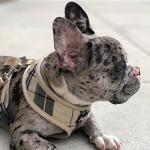 PUPTECK Soft Mesh Dog Harness Small Sized and Leash Set Pet Puppy Cat Comfort Padded Vest No Pull Harnesses, Beige, S