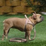 Plutus Pet No Pull Dog Harness with Breathable Mesh Padded, Adjustable Reflective Escape Proof Dog Harness, Quick Fit Dog Vest Harness for Small Medium Large Dogs(M, Beige)