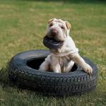 KONG Extreme Tires - KONG's Most Durable Natural Rubber Chew & Fetch Toy - Treat Dispenser Dog Tire Toy - Pet Supplies for Outdoor & Indoor Play - For Medium/Large Dogs
