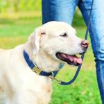 Genuine Leather Dog Collar - Adjustable Pet Collar with Quick Release Metal Buckle, Soft Skin Friendly Real Leather Collar for Small, Medium, Large Dogs (Blue, M：Fit 12-20" Neck)