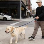 Genuine Leather Dog Collar - Adjustable Pet Collar with Quick Release Metal Buckle, Soft Skin Friendly Real Leather Collar for Small, Medium, Large Dogs (Blue, M：Fit 12-20" Neck)