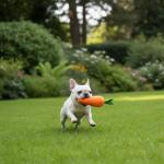 Crinkle Carrot Squeaky Toy for All Dog Sizes