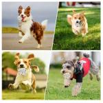 ZAPELL Automatic Dog Ball Launcher with 6 Balls