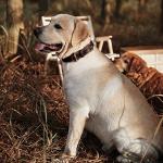 DAIHAQIKO Leather Dog Collar, Heavy Duty Wide Dog Collar for Small,Medium,Large and Extra Large Dogs (M: 1" Wide for 15.2"-19.2" Neck, Dual Stitch - Brown)