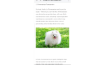 Guide 20 most beautiful dog breeds in the world 2020