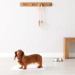 Amazon Basics Heavy Duty Dog and Puppy Pee Pads, Leak-Proof 5-Layer Super Absorbent, Quick-Dry Surface for Potty Training, Regular Size, 24x23", Blue & White, 50 Count