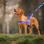 Annchwool No Pull Dog Harness with Padded Handle+5 Ft Leash,Escape Proof and Quick Fit to Adjust Dog Harness,Easy for Training Walking for Small & Medium and Large Dogs(Camo Purple Set,L)