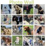 Annchwool No Pull Dog Harness with Padded Handle+5 Ft Leash,Escape Proof and Quick Fit to Adjust Dog Harness,Easy for Training Walking for Small & Medium and Large Dogs(Camo Purple Set,L)