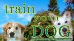 Positive Training for Dogs: Gentle Methods Guide