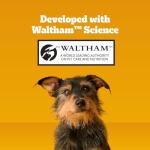 Pedigree Dentastix Dental Chews for Small Dogs