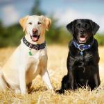 2 Pack Adjustable Dog Collars with Animal Charms