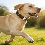 Brown Leather Dog Collar with Quick-Release Buckle
