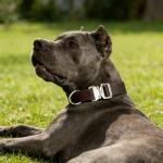 Brown Leather Dog Collar with Quick-Release Buckle