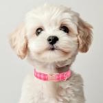 Pink Checkerboard Dog Collar for All Sizes