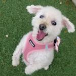 Voyager Step-in Air Mesh Harness & Leash Set