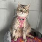 Voyager Step-in Air Mesh Harness & Leash Set