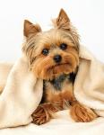 Toy Dog Breed Guide: Yorkshire Terrier, Chihuahua & More