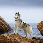 Elegant little tail Dog Collar, Blue Shark Pattern Pet Collar Durable Cute Dog Collars Male or Female Pet Gift Adjustable Dog Collar for Small Dogs