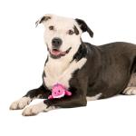 goDog Just For Me Gators Squeaky Plush Dog Toy, Chew Guard Technology - Pink, Mini