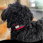 Black Rhino Large Dog Collar - Heavy Duty Adjustable Tactical Dog Collar with Reflective Stitching - 19"-23" Ultra-Soft Neoprene Padded and Weatherproof - Comfortable for Active Dogs - Red and Black