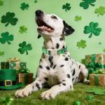 Maca Bates St. Patricks Dog Collar with Clover Charm,Irish Green Plaid Pattern for Medium Girl Boy Dogs, Adjustable Durable Soft Gingham Collars St Patrick Gift for Male Female Puppy