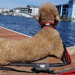 Black Rhino Large Dog Collar - Heavy Duty Adjustable Tactical Dog Collar with Reflective Stitching - 19"-23" Ultra-Soft Neoprene Padded and Weatherproof - Comfortable for Active Dogs - Red and Black