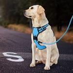 IVY&LANE No Pull Dog Harness for Small Dogs, Dog Vest Harness with Leash, Safety Belt and Storage Strap, Fully Adjustable Harness, 360° Reflective Strip, Soft Handle (Blue, S)