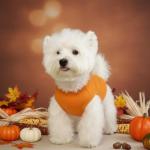 Chol&Vivi Dog Clothes Shirts, 4pcs Shirt for Large Size Dog, Blank Pet Cotton Sleeveless Apparel Soft and Lightweight, Tank Top for All Breeds, Light Blue/Green/Red/Orange, XX-Large