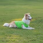 Chol&Vivi Dog Clothes Shirts, 4pcs Shirt for Large Size Dog, Blank Pet Cotton Sleeveless Apparel Soft and Lightweight, Tank Top for All Breeds, Light Blue/Green/Red/Orange, XX-Large