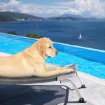 Veehoo Elevated Dog Bed for Outdoor, Cooling Waterproof Raised Dog Cots Beds for Large Dogs, Curved Off Ground Pet Hammock Cot Lifted for Outside, up to 85lbs, White Legs, Black Silver 42"