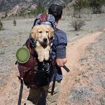 SLSON 2Pack Collapsible Dog Bowl,Integrated Molding Travel Bowl No Plastic Rim Pet Feeding Bowls for Walking Traveling Outdoors,600ML (Navy Blue+Dark Green)