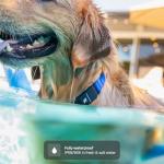 Fi Series 3+ Smart Dog Tracking Collar - Blue