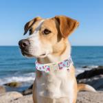 Blue Strawberry Dog Collar with Pendant for All Sizes