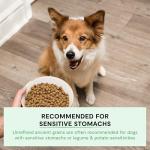 Open Farm Harvest Chicken Dry Dog Food 4lb