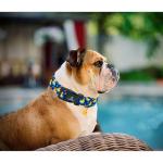Cute Ducky Pattern Adjustable Dog Collar for Medium Dogs